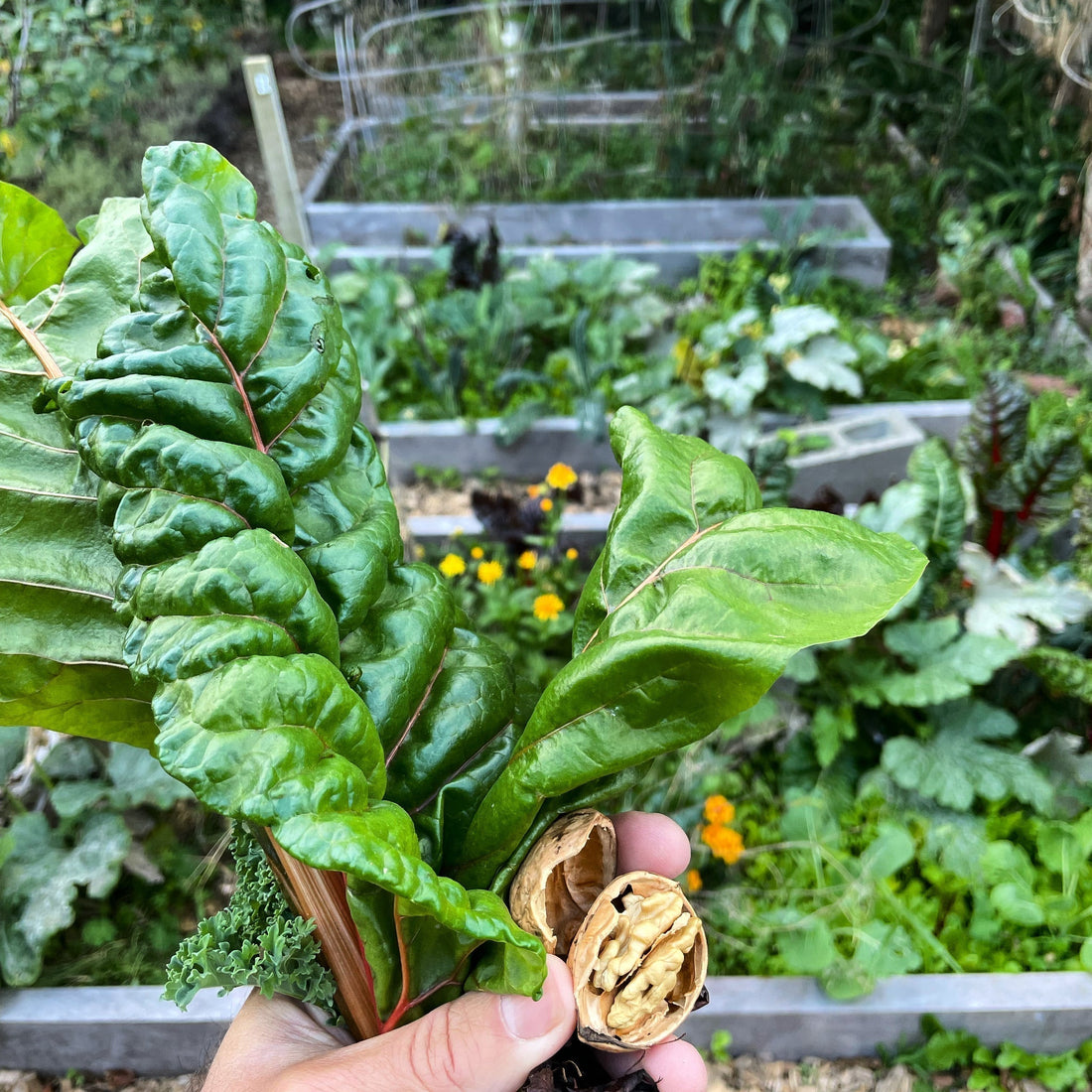 hand holding a bunch of  fresh picked silverbeet against a backdrop of raised garden beds in May.