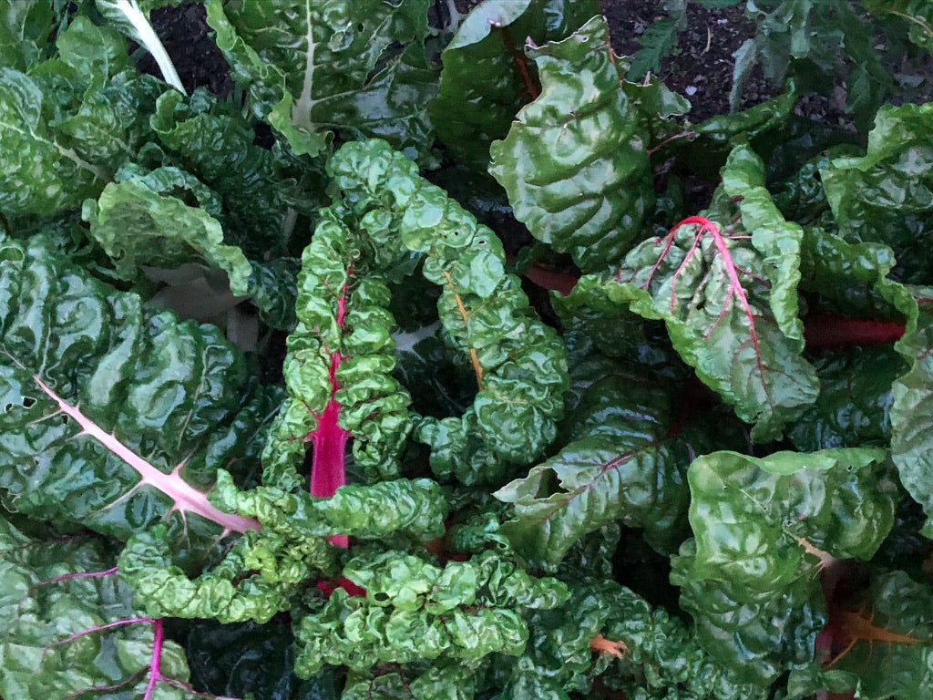 What to Plant in June in New Zealand
