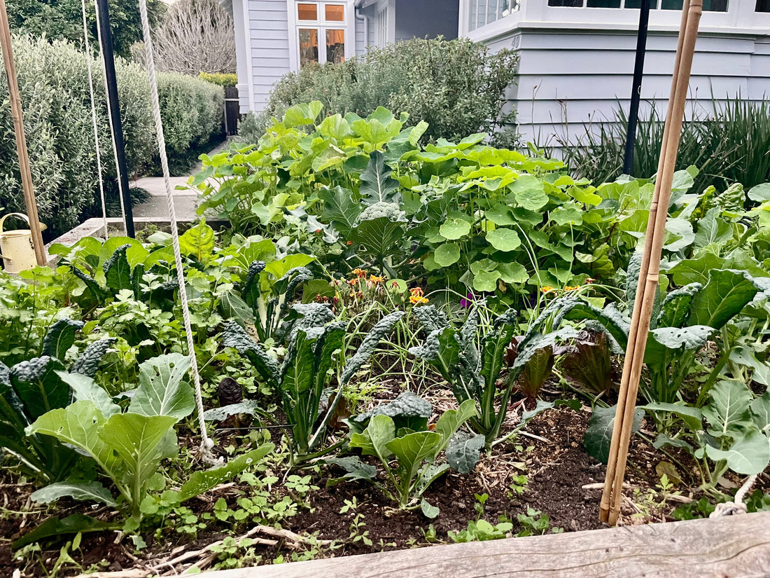 What to Plant in July in New Zealand
