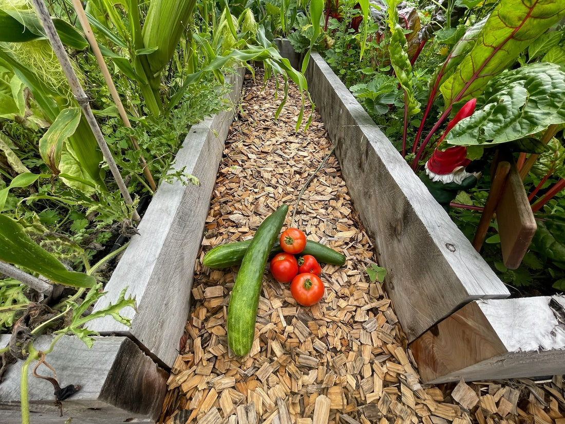 What to Plant in October NZ | GrowBox Garden Guide