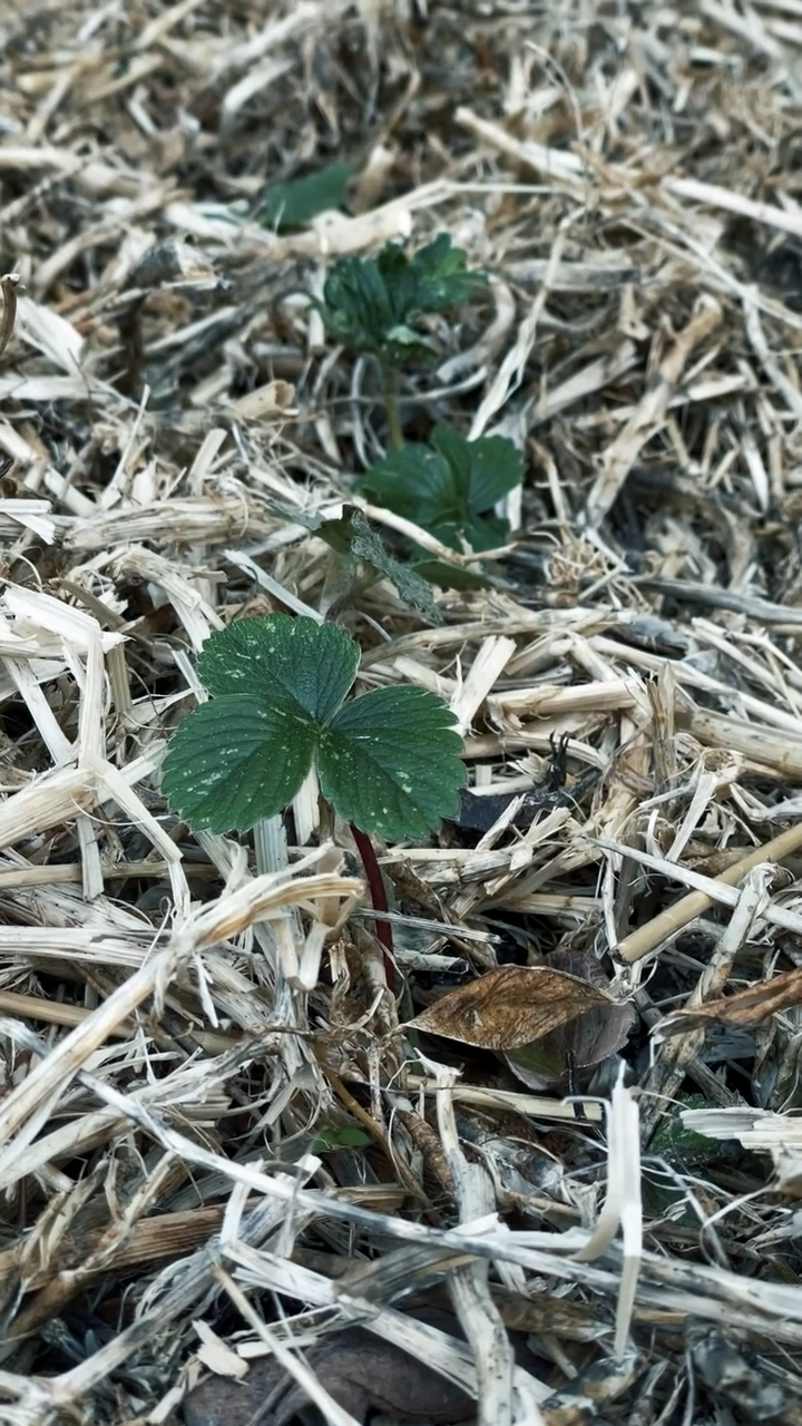 What to Plant in August in New Zealand