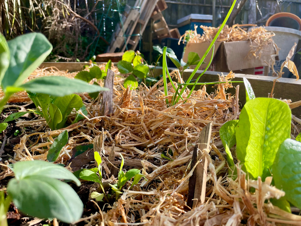 Soil Mulch — Pea Straw (Locally Sourced)