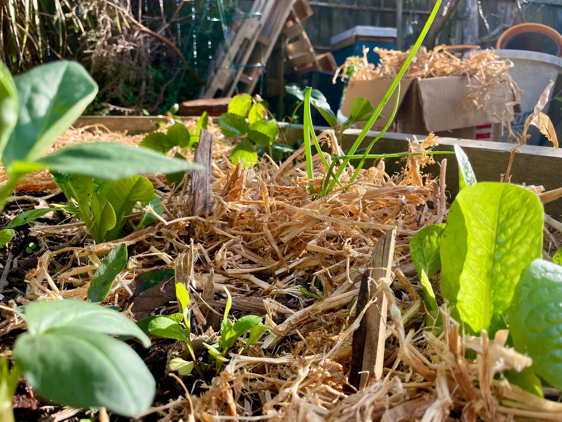 Soil Mulch — Pea Straw (Locally Sourced)