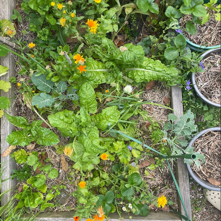 Plants + App Access
