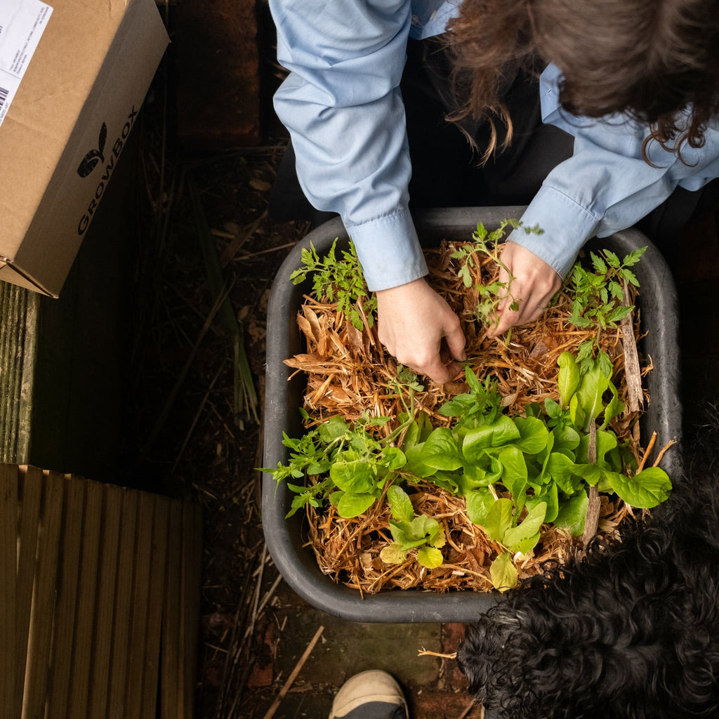 Person tending to a small garden with a black dog nearby