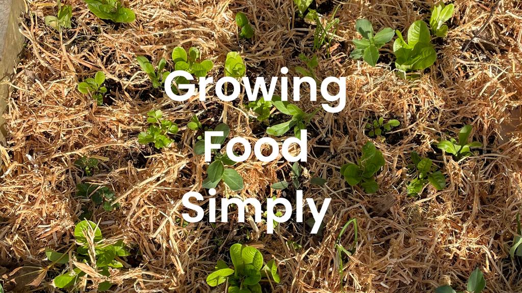 Soil Mulch — Pea Straw (Locally Sourced)