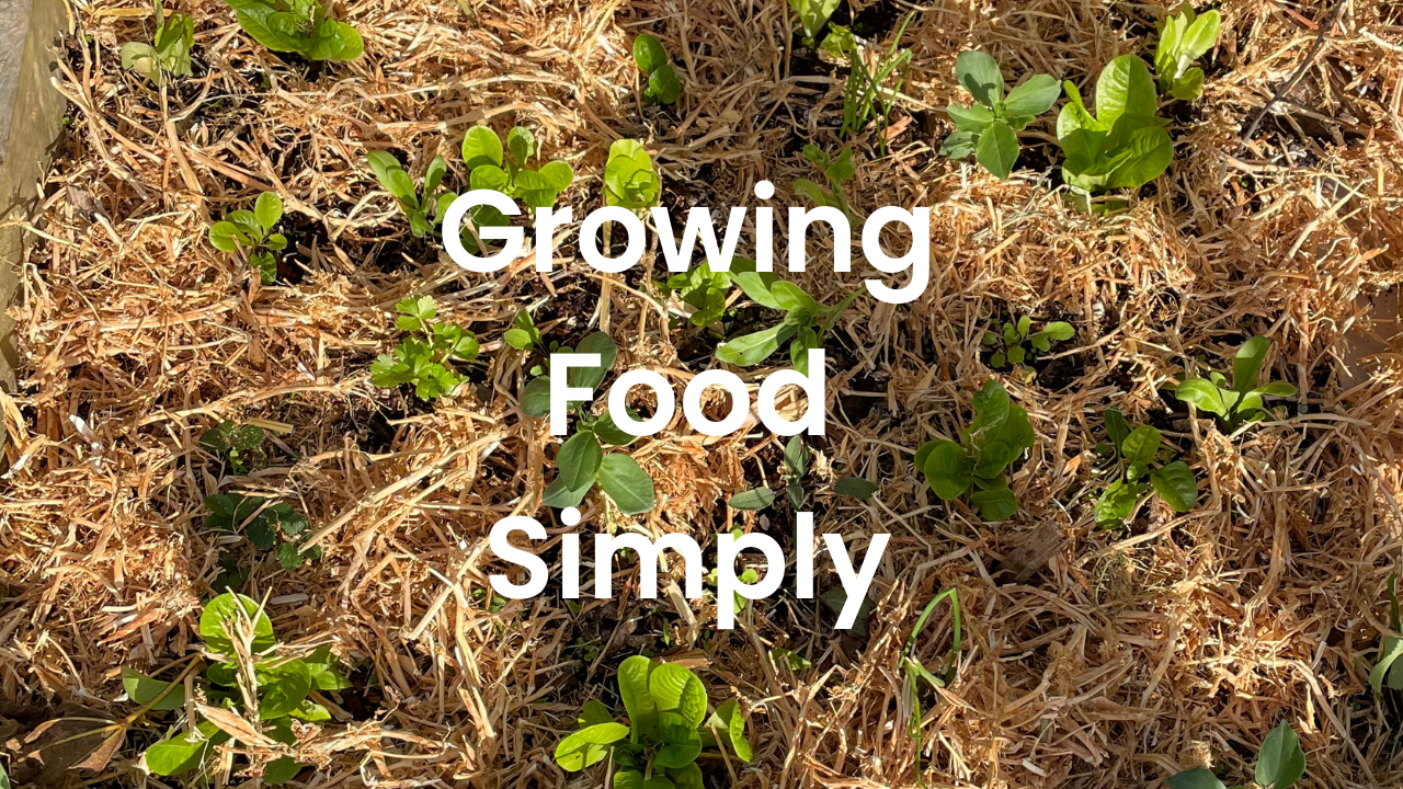 Soil Mulch — Pea Straw (Locally Sourced)