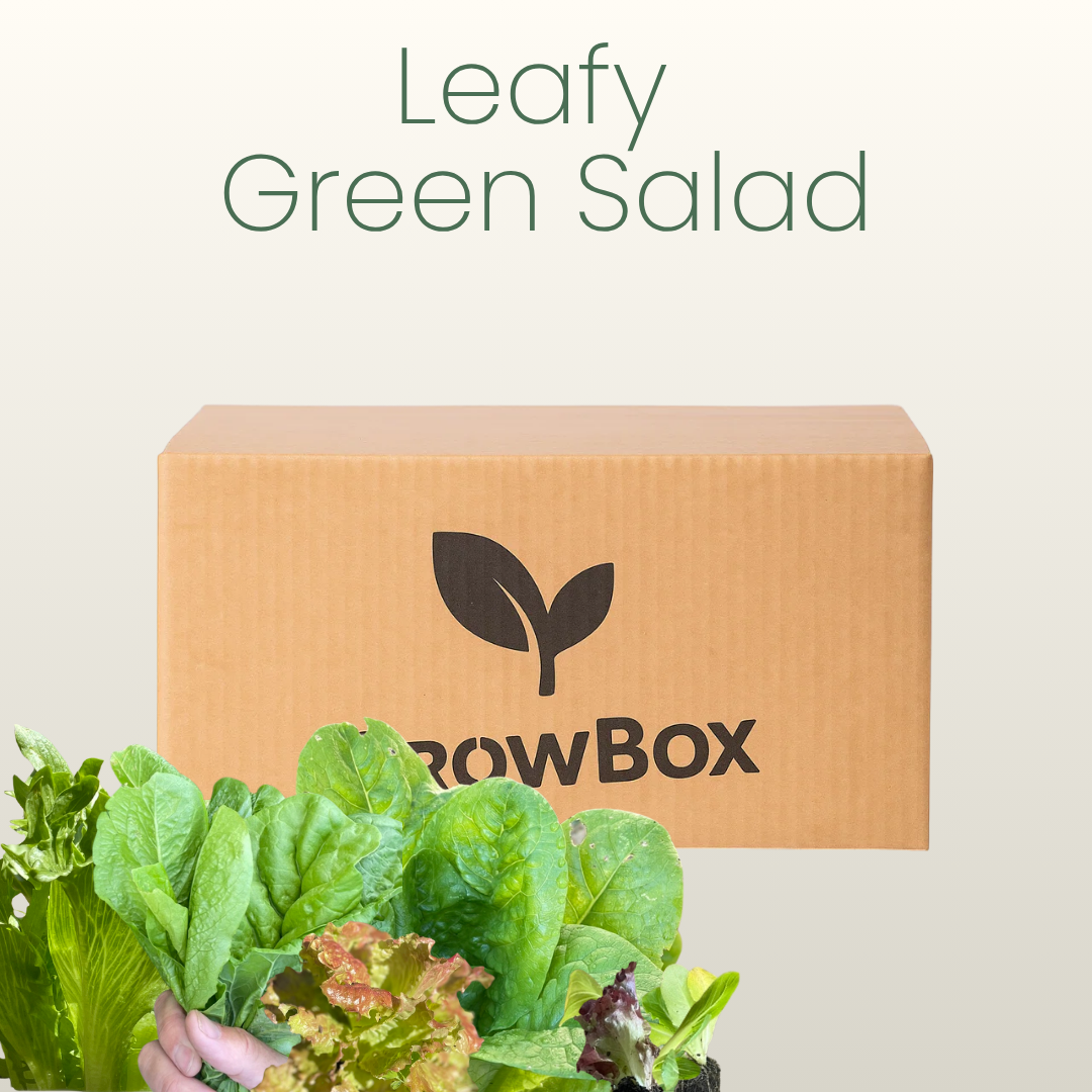 Leafy Green Salad Box
