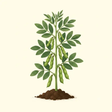 Mature Broad bean