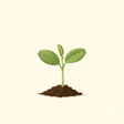 Broad bean seedling
