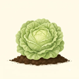 Mature Lettuce — Red