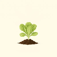 Lettuce — Red seedling