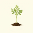 Carrot seedling