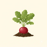 Mature Radish