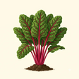 Mature Silverbeet