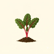Silverbeet seedling