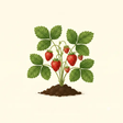 Mature Strawberry