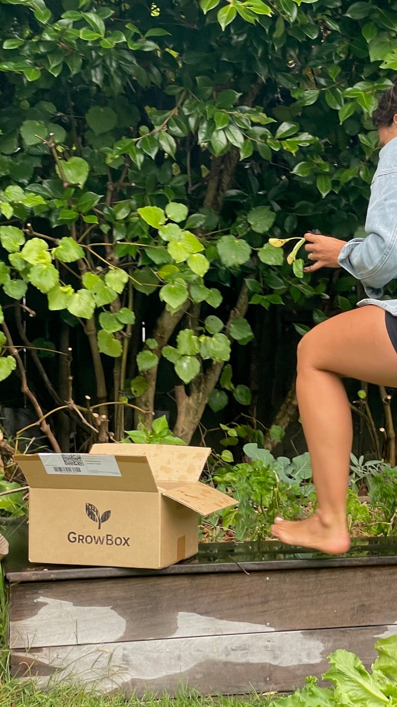 An open GrowBox on a raised bed while someone plants behind it