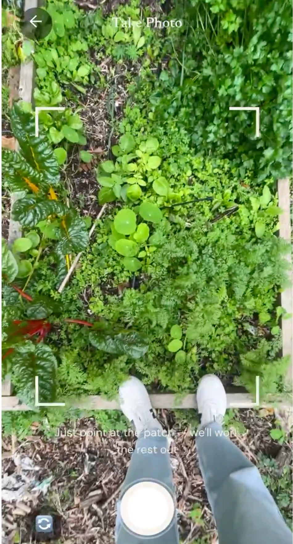 Pointing the GrowBox app at a garden patch to take a photo