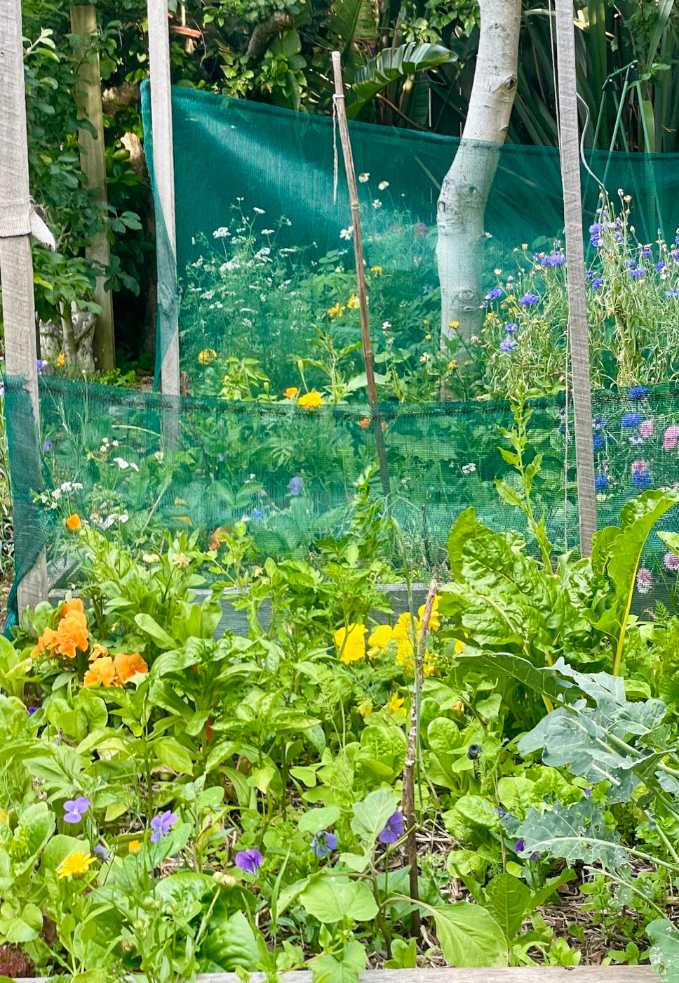 A thriving, flowering vegetable patch